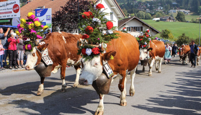 Alpabzug Alpine Cow Parade Charmey 01