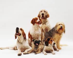 The Top 10 Most Loyal Dog Breeds: Protective and Forever Faithful