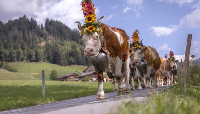 cow festival switzerland Gstaad cows parade