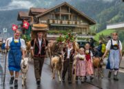 desalpe swiss cow parade lauterbrunnen switzerland thetasteedit sarah stanfield 1080417 scaled 1