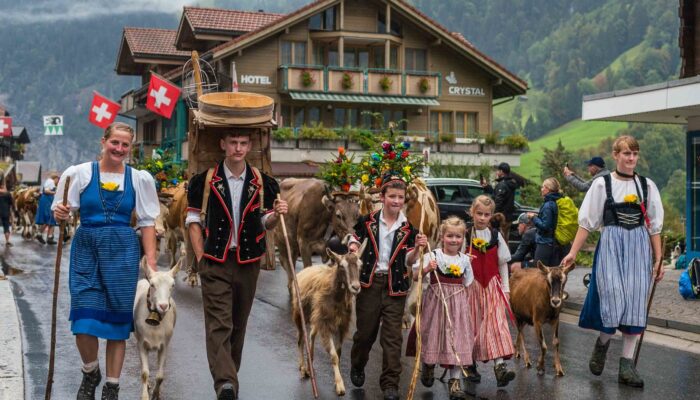 Experience the Charm of Alpine Cow Parades in Switzerland