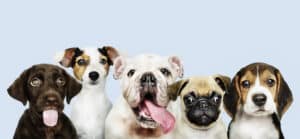 The Impact of Gender on Pet Insurance Premiums