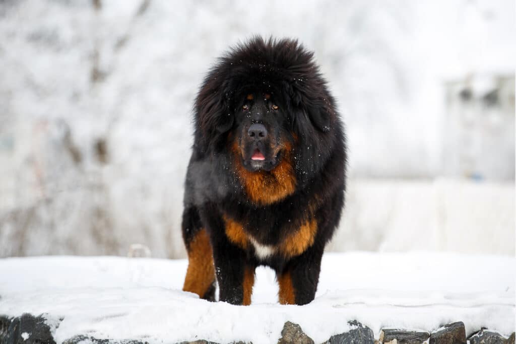 A Surprising Adoption: When a Family Mistook a Bear for a Dog, Vet Called the Cops