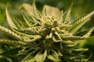 The Best Autoflowering Seeds for 2024