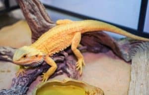 Why bearded dragon not eating