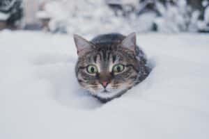 How to Keep Your Cat Healthy This Winter