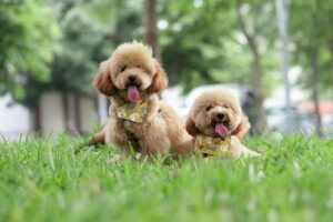 Cording a Poodle: A Unique and Classy Grooming Choice