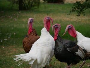 The Sweet Grass Turkey: A Delicious Meal to Enjoy